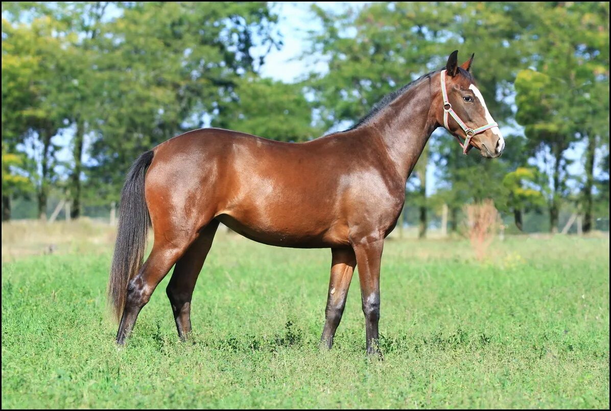 украинская верховая лошадь. украинская верховая порода лошадей вороная. украинская верховая лошадь. тракененская порода лошадей вороная. украинская верховая гнедая.