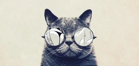 Обои с крутыми котами