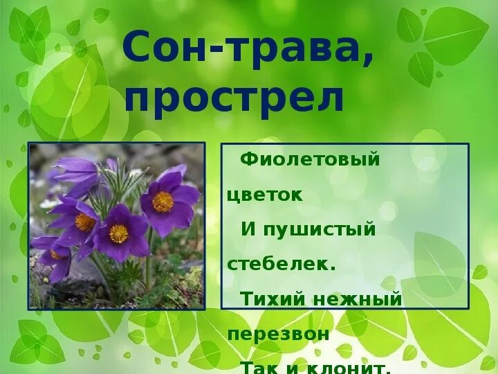 Загадки по биологии 5 класс. Загадки про сон траву. Загадки про биологию 5 класс. Загадки про растения. 5 загадок по биологии