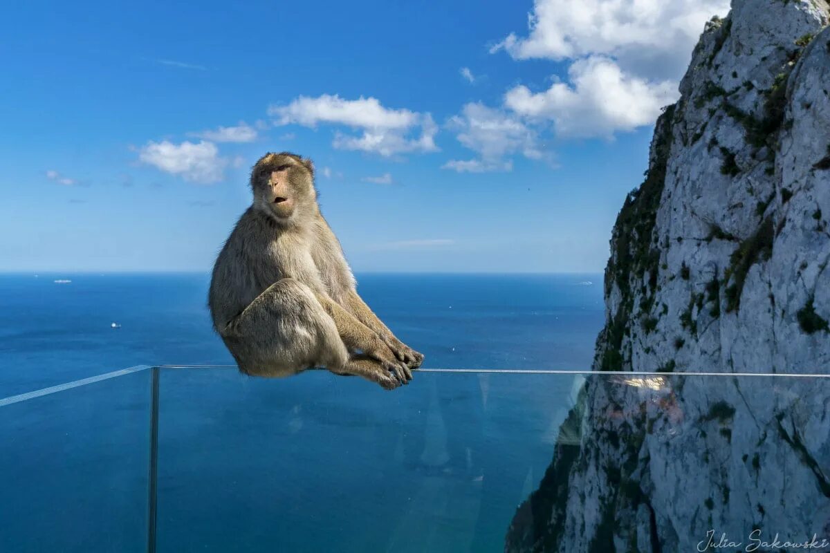 Скала обезьяна. Гибралтарский магот. Колония маготов на Гибралтаре. Гибралтар обезьяны маготы. Бесхвостые макаки Гибралтара.