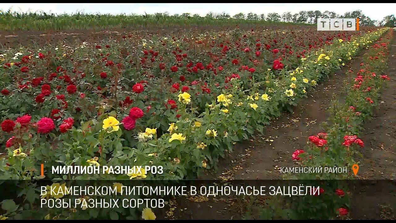 Каменский питомник ПМР. Миллион роз питомник. Каменский питомник в Приднестровье. Каменский питомник