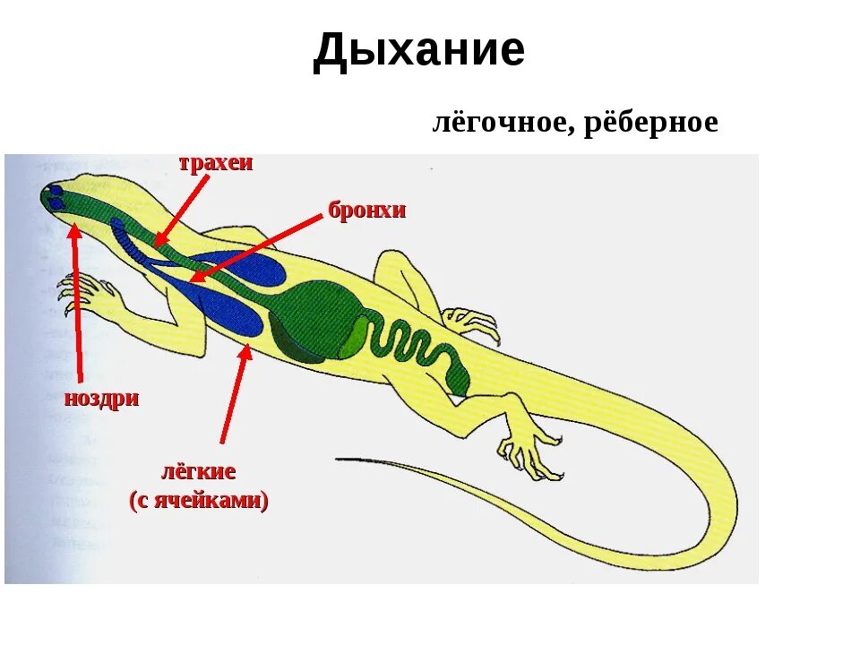 Какое развитие у ящерицы. Дыхательная система система рептилий. Дыхательная система пресмыкающиеся рептилии. Дыхательная система рептилий схема. Класс пресмыкающиеся рептилии дыхательная система.