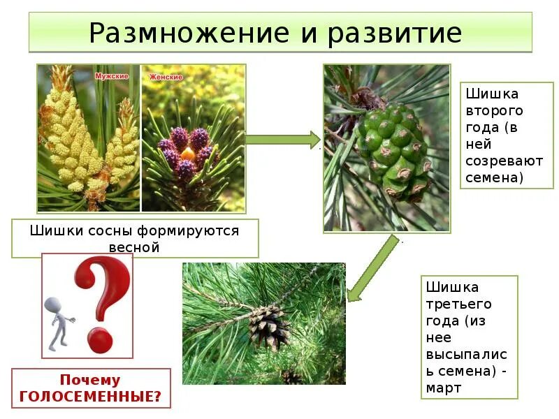 Хвойные егэ. Шишки голосеменных сосны. Голосеменные растения биология. Характеристика голосеменных растений. Характеристика и строение голосеменных.