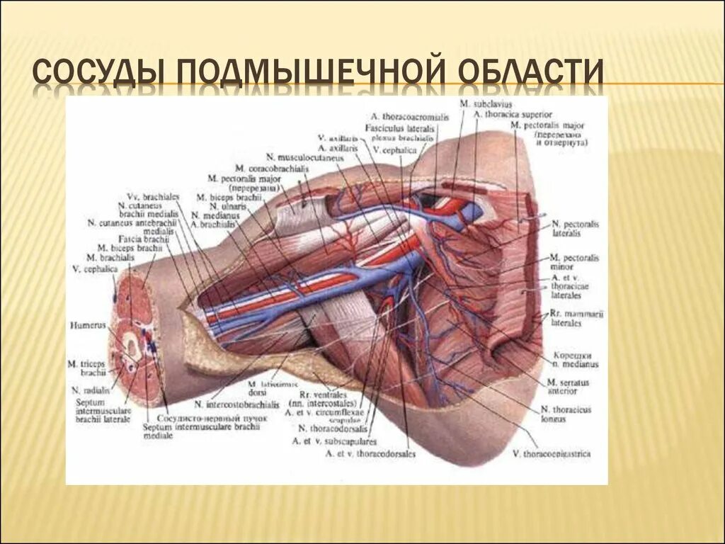 Подмышечный нерв анатомия топография. Подмышечный нерв анатомия топография. Подмышечный сосудисто нервный пучок топография. Верхняя конечность топографическая анатомия фасции. Топография сосудов и нервов верхней конечности.
