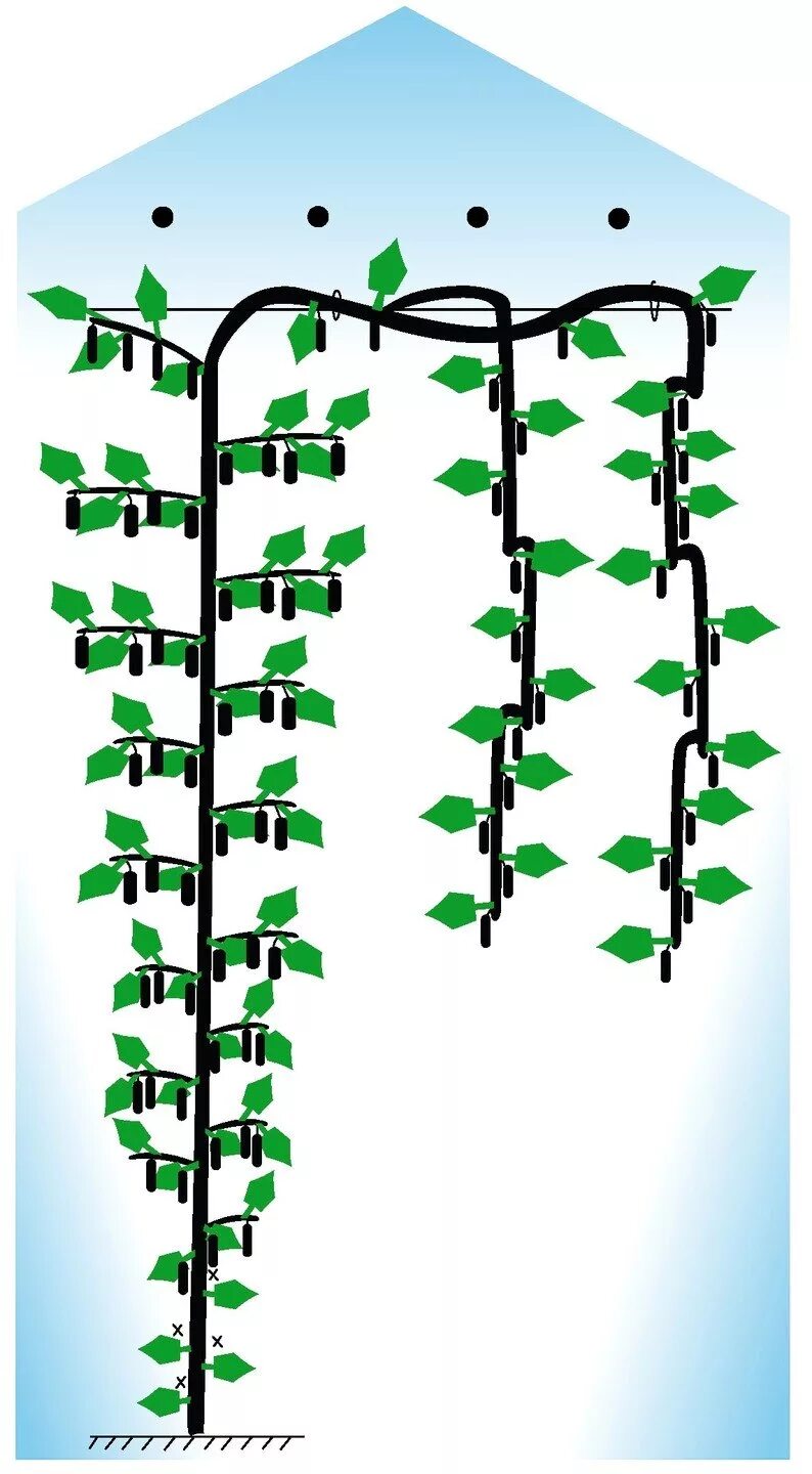 Огурцы выращивание и уход в теплице. Схема пасынкования огурцов в теплице. Схема формировки огурцов в теплице. Формирование огурцов в теплице в один стебель схема. Формировка партенокарпических огурцов в теплице.
