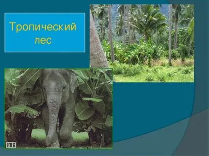 Окружающий мир 1 класс слоны