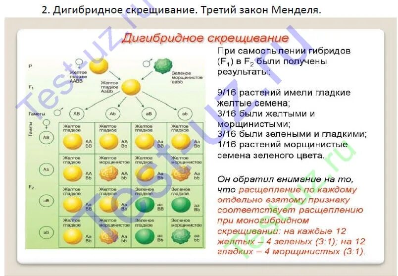 3 Закон Менделя дигибридное скрещивание. Схема дигибридного скрещивания по Менделю. Модель аппликация. Дигибридное скрещивание.. Дигибридное скрещивание третий закон Менделя.