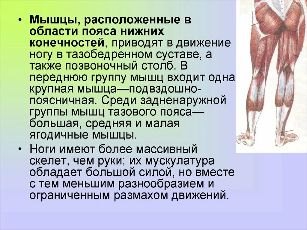 Функции нижних конечностей. Мышцы пояса нижней конечности функции. Мышцы тазового пояса и нижней конечности. Пояс нижних конечностей человека мышцы. Мышцы свободной нижней конечности человека функции.