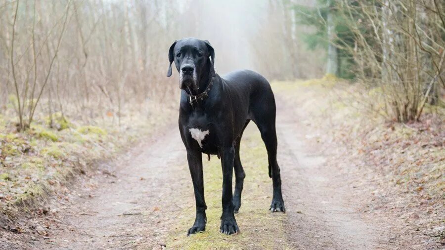 К чему снится большая собака. Большие черные собаки гладкошерстные. Дог гладкошерстный. Самая большая гладкошерстная собака. Высокая гладкошерстная собака дог.