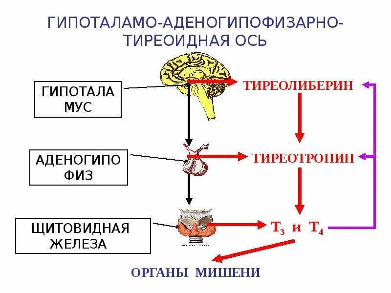 Высшим эндокринным центром