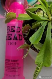 Tigi party