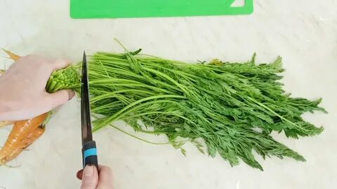 Морковная ботва применение в медицине