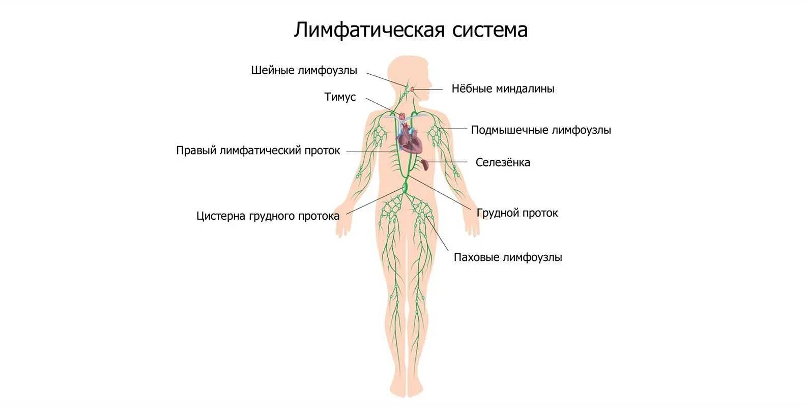 Лимфатические узлы врач какой. Расположение групп лимфатических узлов тела человека. лимфатическая система лимфоузлы. лимфатическая система человека пах у женщин. где находятся лимфатические узлы у человека схема.
