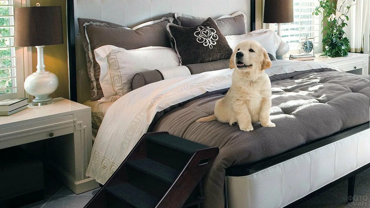 Собачья кровать для человека. Кровать для собаки. Кровать для собак прикроватная. Спальная кровать для собаки. Ступенька для собаки к кровати.