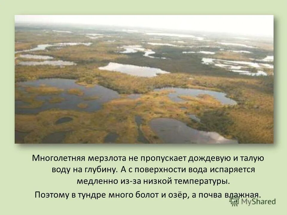 тундра озера и болота. тундра озера и болота. почему много болот. зона тундры вечная мерзлота. почему в тундре много болот.
