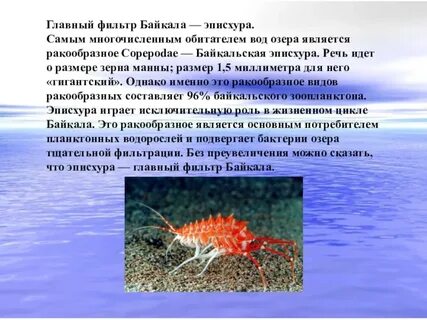 Название рачка который фильтрует воду в байкале
