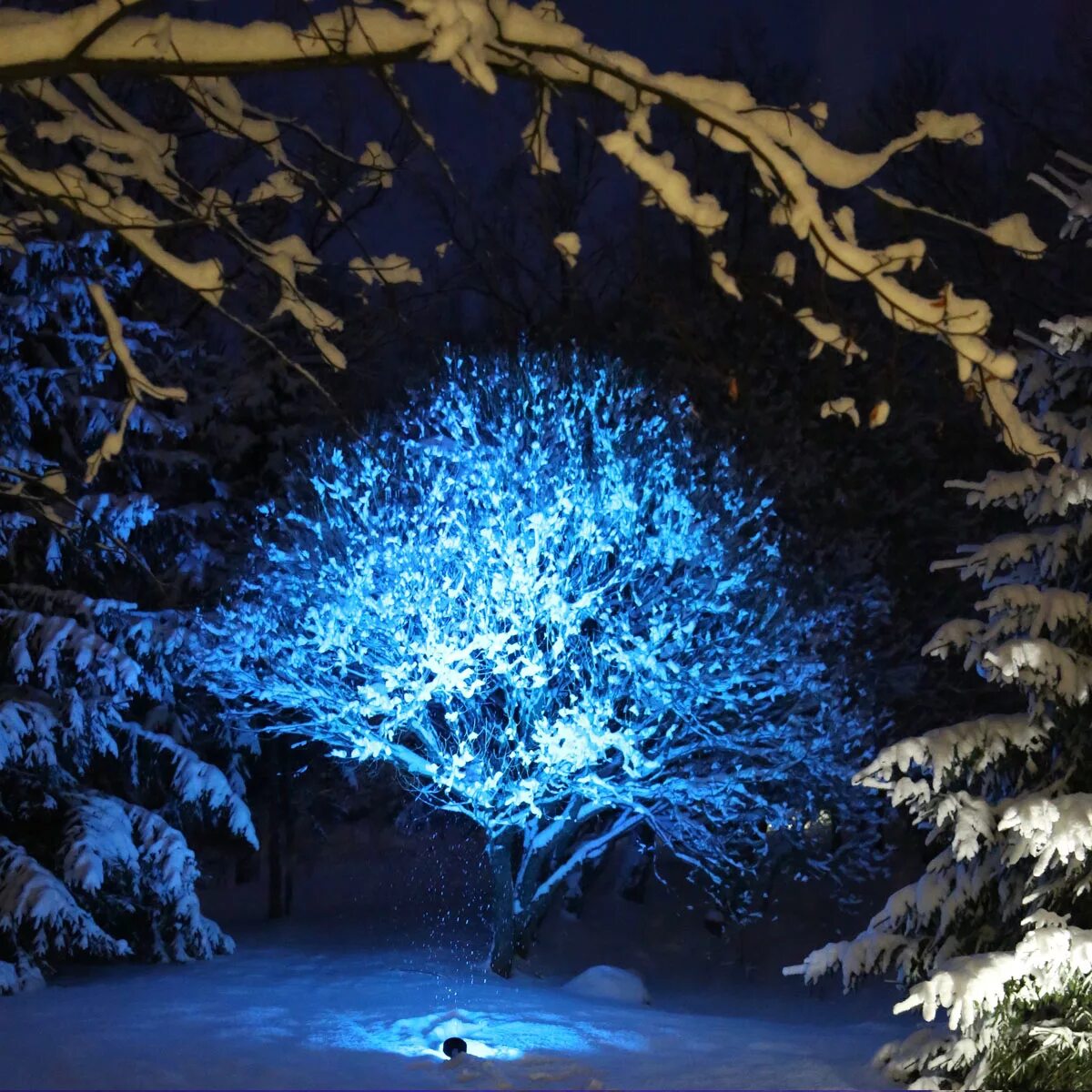 РГБ подсветка деревьев. Подсветка деревьев зимой. Подсветка деревьев прожекторами. Подсветка деревьев снизу.