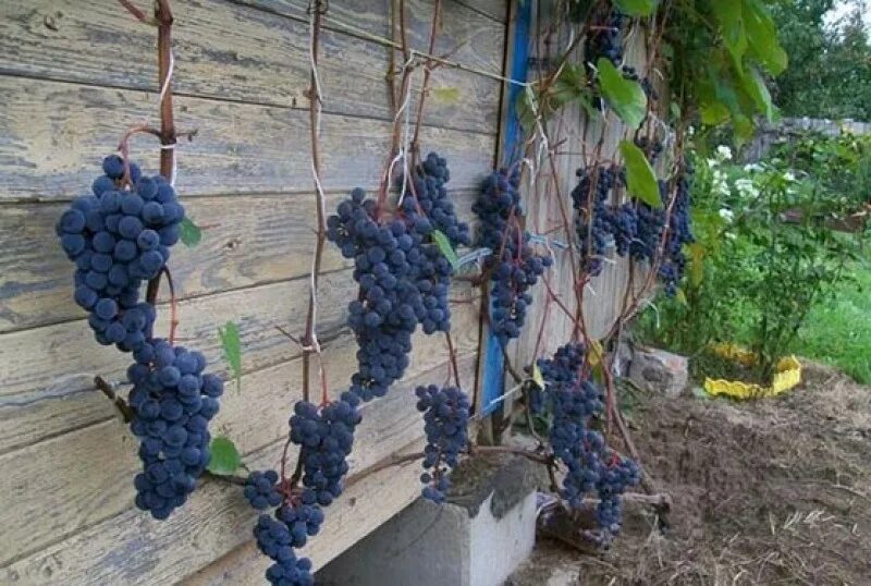 Зилга сорт винограда отзывы. Виноград зилга. сильнорослые сорта винограда для беседки. виноград зилга на беседке. почва для винограда зилга.