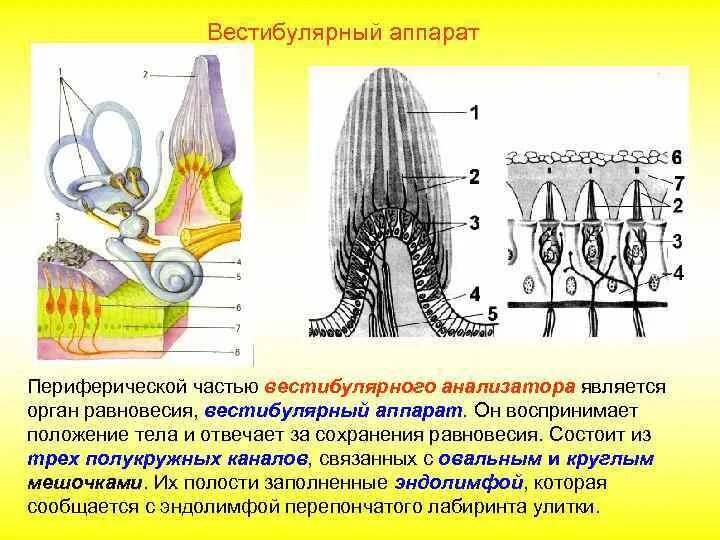 Вестибулярный аппарат песня. Отолитовый аппарат вестибулярного анализатора. Рецепторный аппарат полукружных каналов. Строение полукружных каналов вестибулярного аппарата. Отолиты в вестибулярном аппарате.