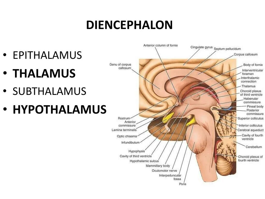 Эпиталамус и субталамус. Гипофиз и таламус. Эпиталамус и гипоталамус. Таламус эпиталамус метаталамус.