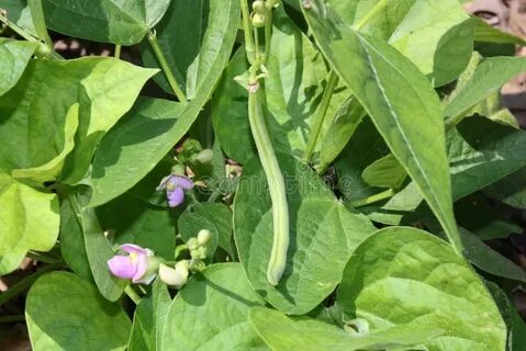 Bean plant