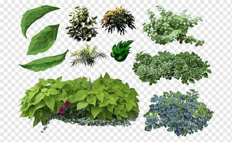 Pdf plant