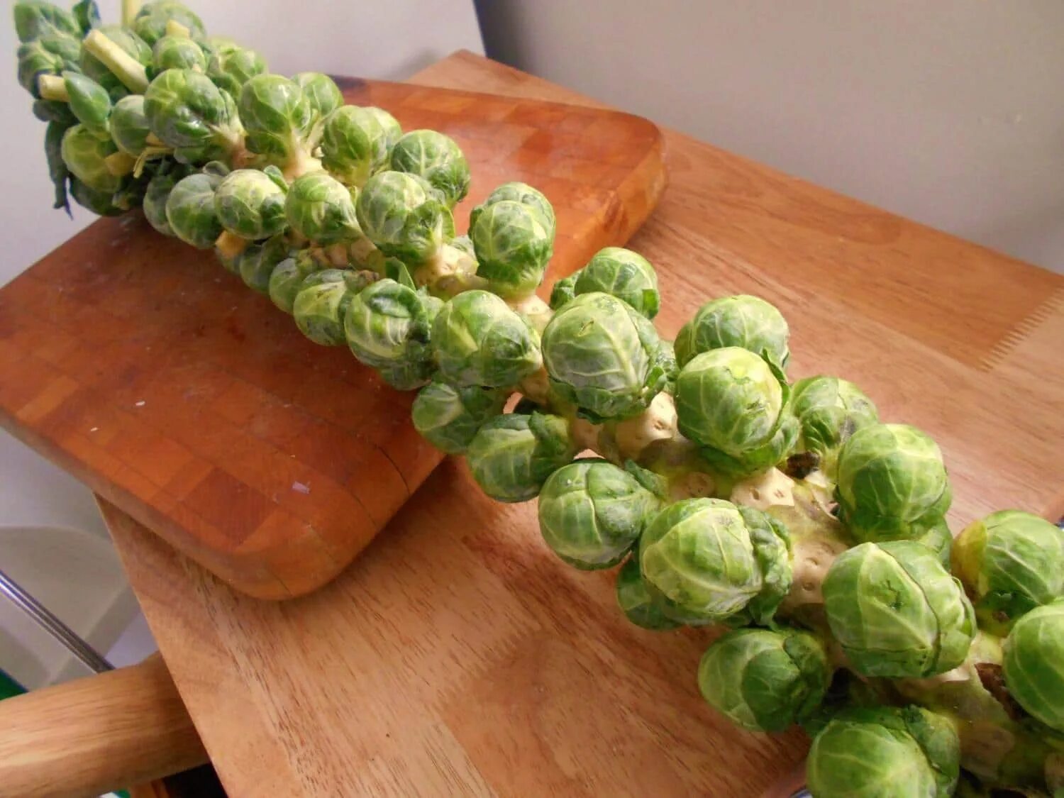 Виды капусты кольраби брюссельская и другие. Геркулес. Брюссельская геркулес. Белокочанная и брюссельская капуста. Пекинская брюссельская кольраби капусты.