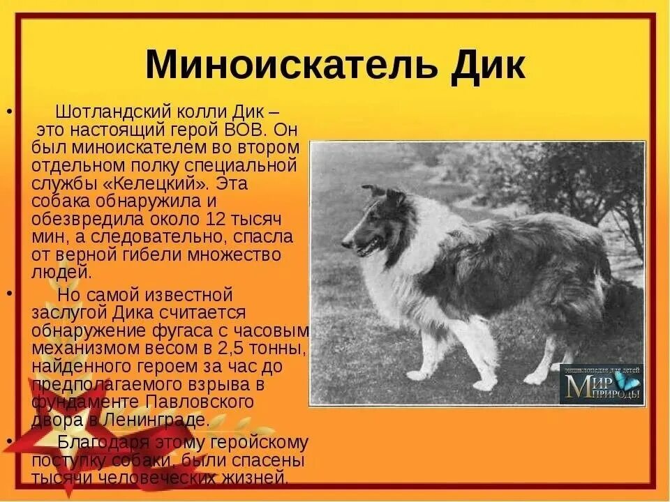 Собаки герои Великой Отечественной войны Мухтар. Собака миноискатель Великой Отечественной войны. Текст про дика