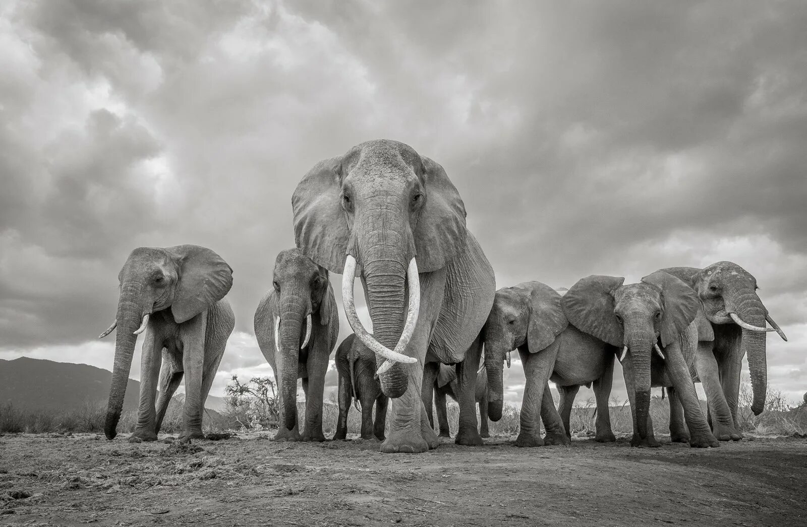 Elephants world. Горы в виде слонов. Лучшие фотографии за всю историю. Слоны фото известных фотографов. Лучшие фото.