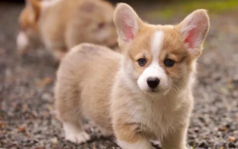 Pembroke welsh corgi. 