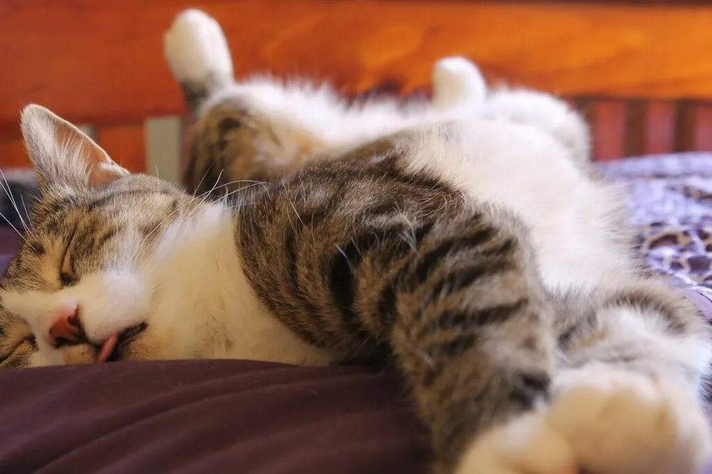 i?id=c1750a80c1c813e8cac60161599f9e6f_l-