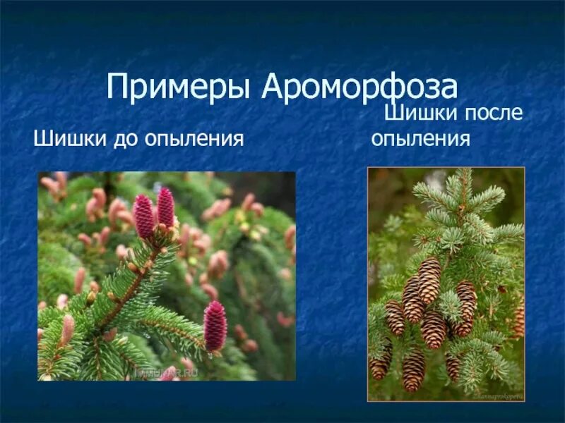 Выявление ароморфозов у растений. Выявление ароморфозов у растений