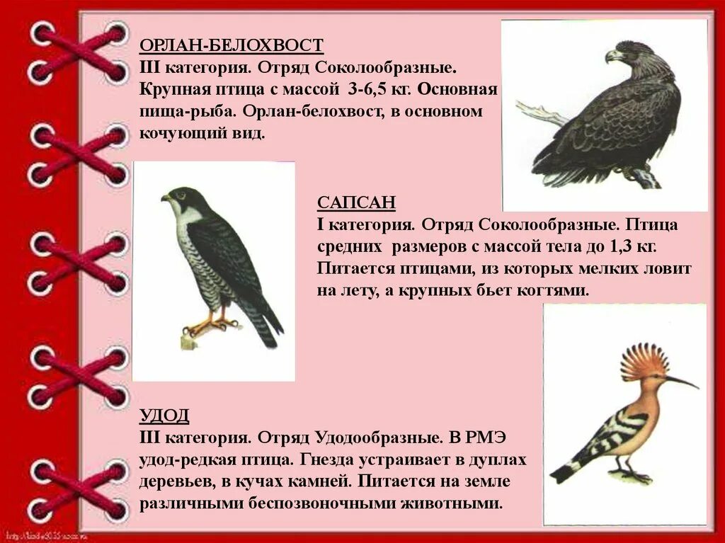 Красная книга республики марий эл животные. Красная книга республики марий эл. животное из красной книги марий эл. республика марий эл красная книга животных. птицы красной книги марий эл.