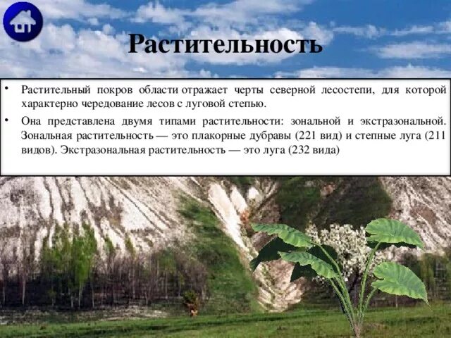 Растительный покров представлен. Растительность. Зональные типы растительности. Растительный мир Белгородской области. Растительность Белгородского района.
