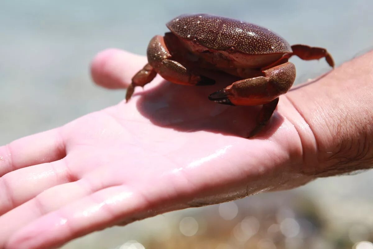 крабика атарбекова