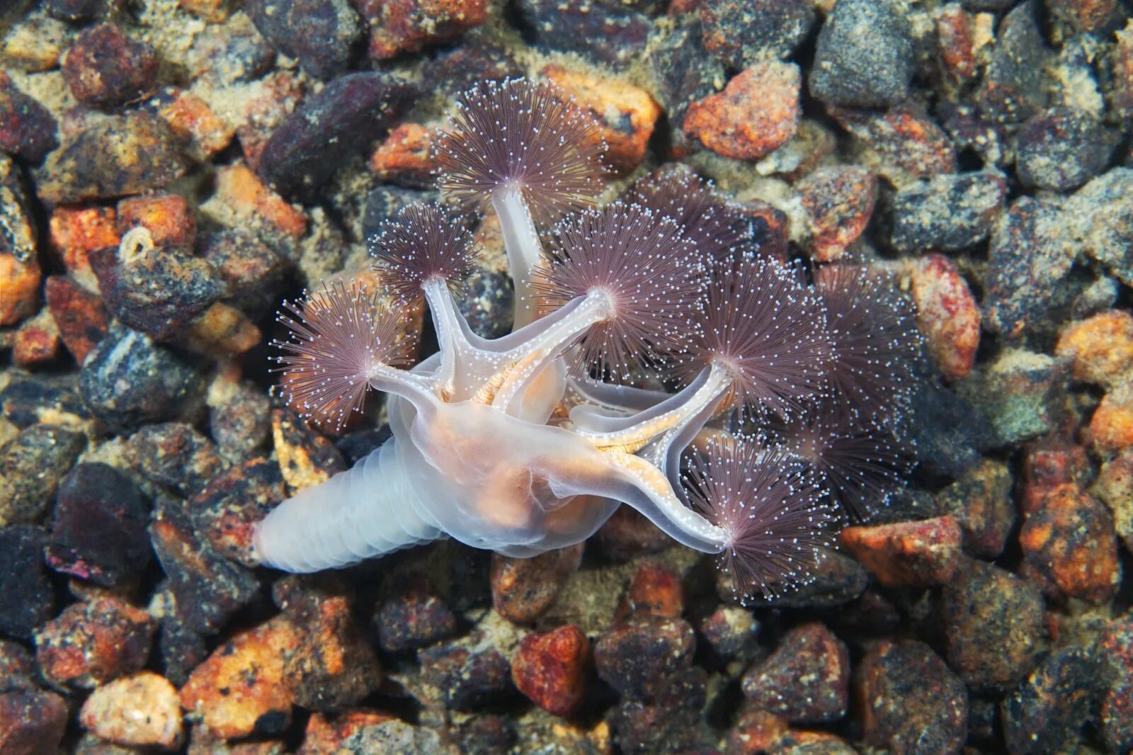 Существуют ли морские. Люцернария медуза. Lucernaria quadricornis. Сидячая медуза люцернария. Люцернария (Lucernaria quadricornis).