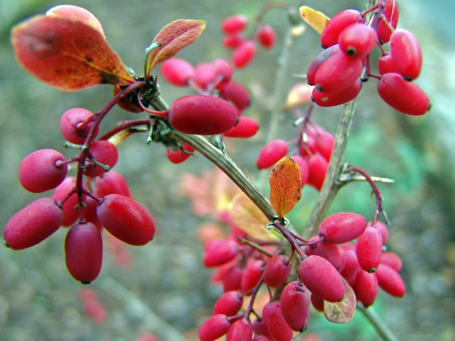 Болотный барбарис. Барбарис канадский "деклината". Барбарис тунберга цветет. Барбарис кустарник. Съедобен ли барбарис.