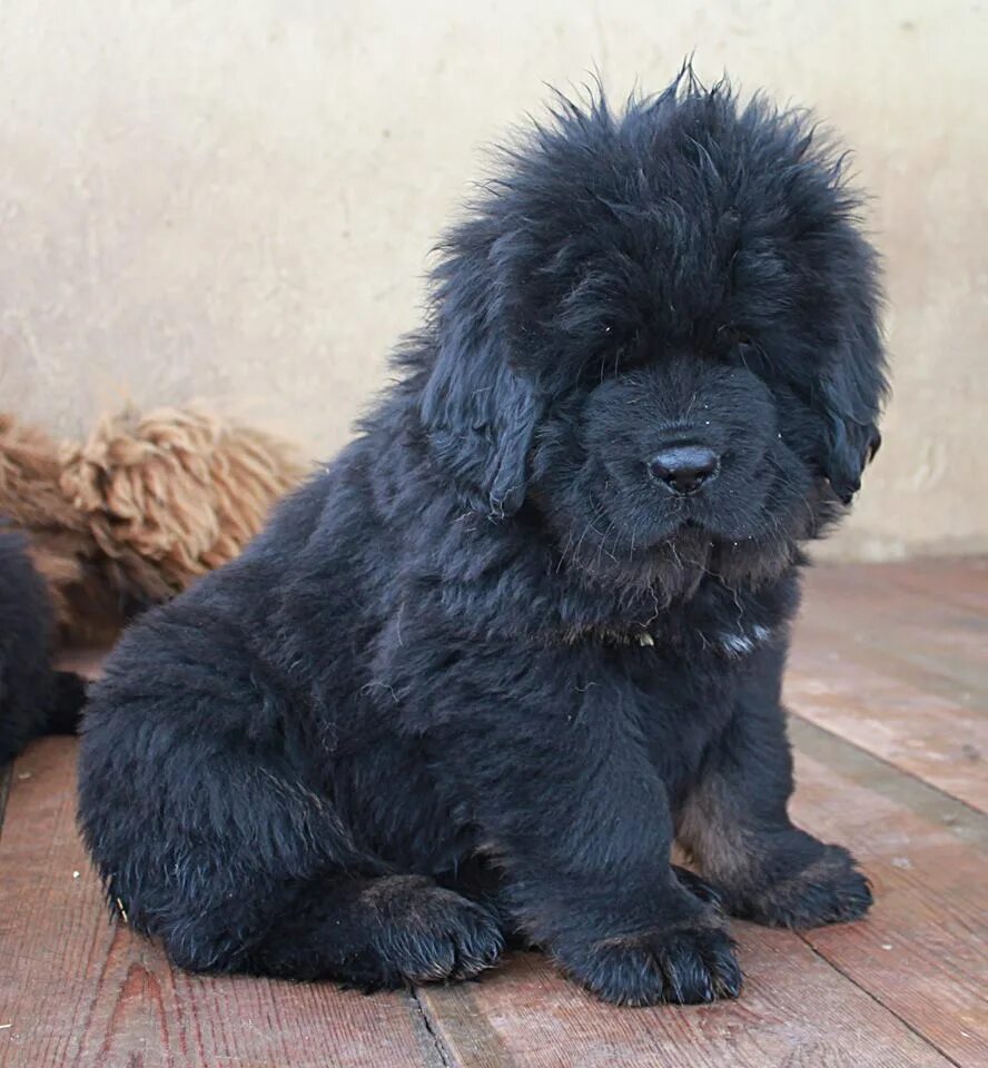 красный тибетский мастиф. эпоха виктории питомник тибетских мастифов. тибетский мастиф серый окрас. питомник даласса тибетский мастиф. с днём рождения тибетский мастиф.