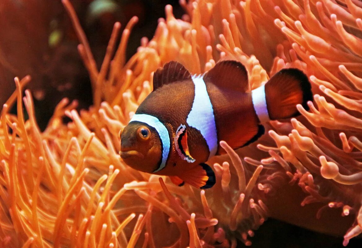 Друг рыбы клоуна. Рыба-клоун ocellaris. Рыба клоун Немо. Амфиприон оцеллярис. Оранжевый амфиприон.