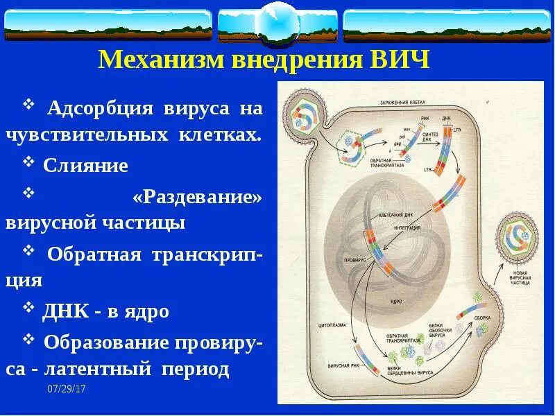 Адсорбция вируса. Механизм внедрения вируса в клетку. Адсорбция вируса на клетке. Адсорбция внедрение вирусной ДНК. Слияние вируса с клеткой.