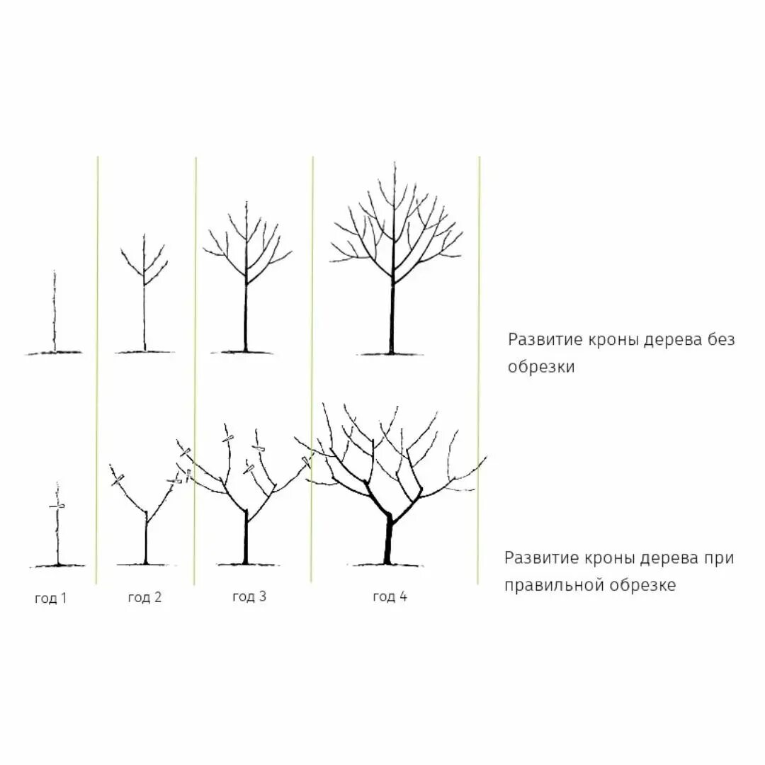 Подрезка яблонь весной схема. Схема подрезки плодовых деревьев. Схема обрезки садовых деревьев. Подрезка плодовых деревьев весной формирование кроны. Правильная обрезка плодовых