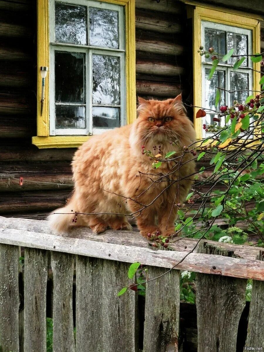 Кот в деревне. Деревенская кошка. Кот в деревенском доме. Рыжие коты. Вася шел от дома