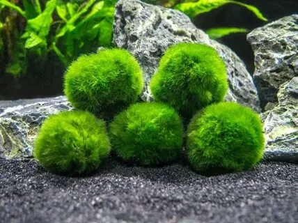 Мох маримо