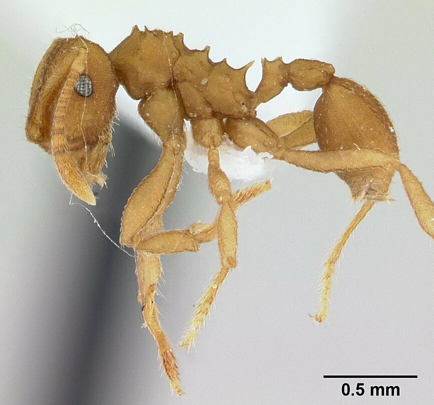 Динозавровый муравей. Mycocepurus smithii. Муравьи спаривание. Nothomyrmecia macrops.