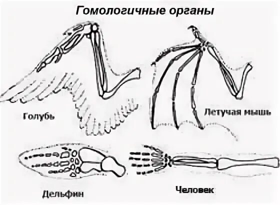 Строение скелета конечностей крота. Конечности дельфина. Гомологичные органы это биология 11 класс. Гомологичные органы у растений и животных. Форма тела дельфина.