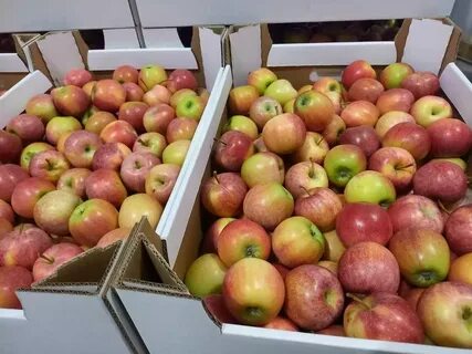 Яблоки оптом в краснодарском крае