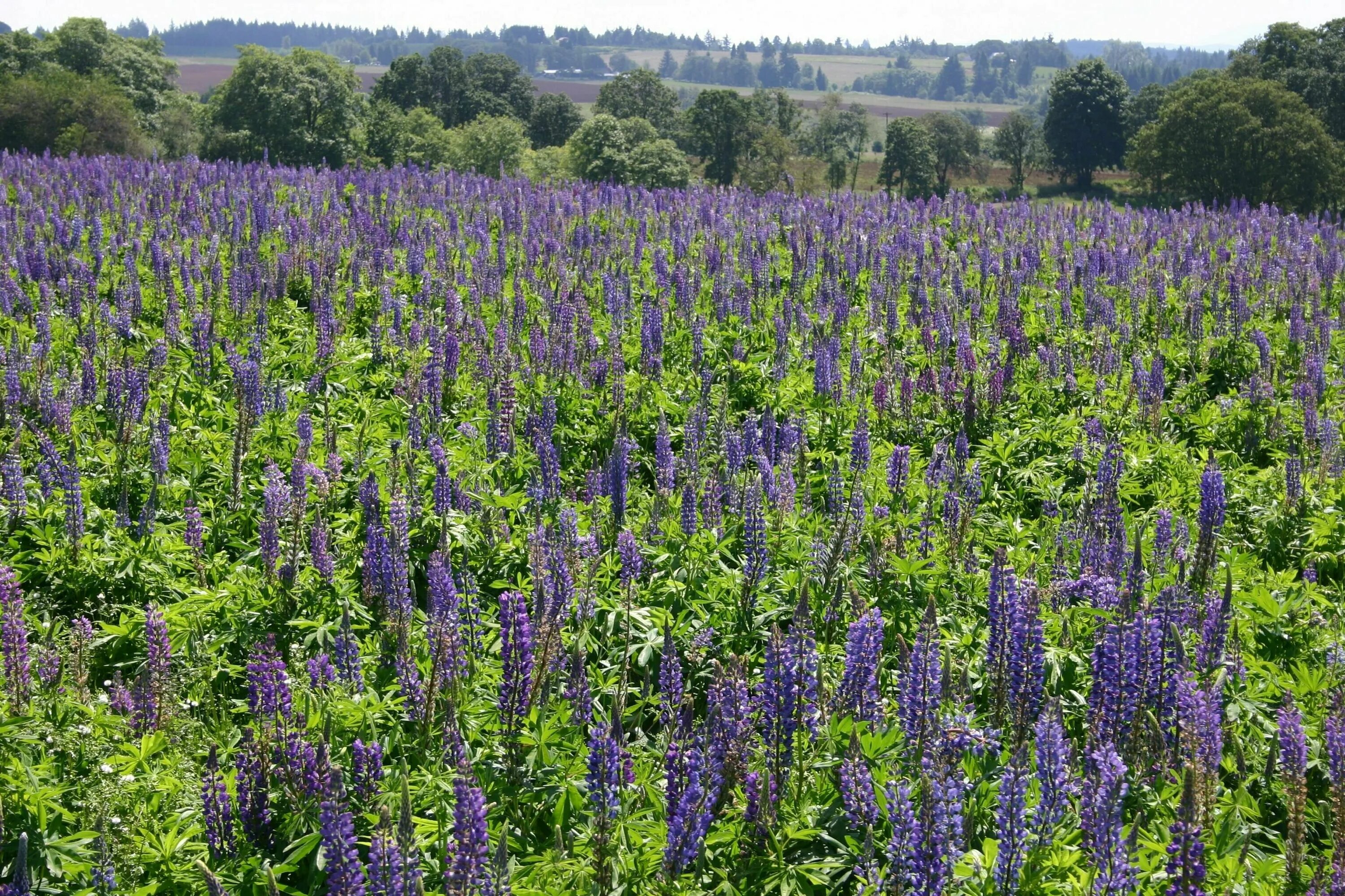 мустарда горчица. сидераты фото. сидераты для огорода горчица. горчица посевная сидерат. вика рожь сидерат.