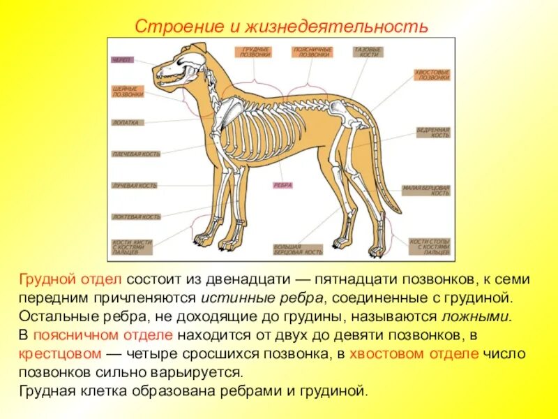 Значение грудной клетки для животного млекопитающего. Скелет задней конечности млекопитающего отделы. строение пояса передних конечностей собаки. скелет поясов конечностей млекопитающих. кости скелета задней конечности млекопитающих.
