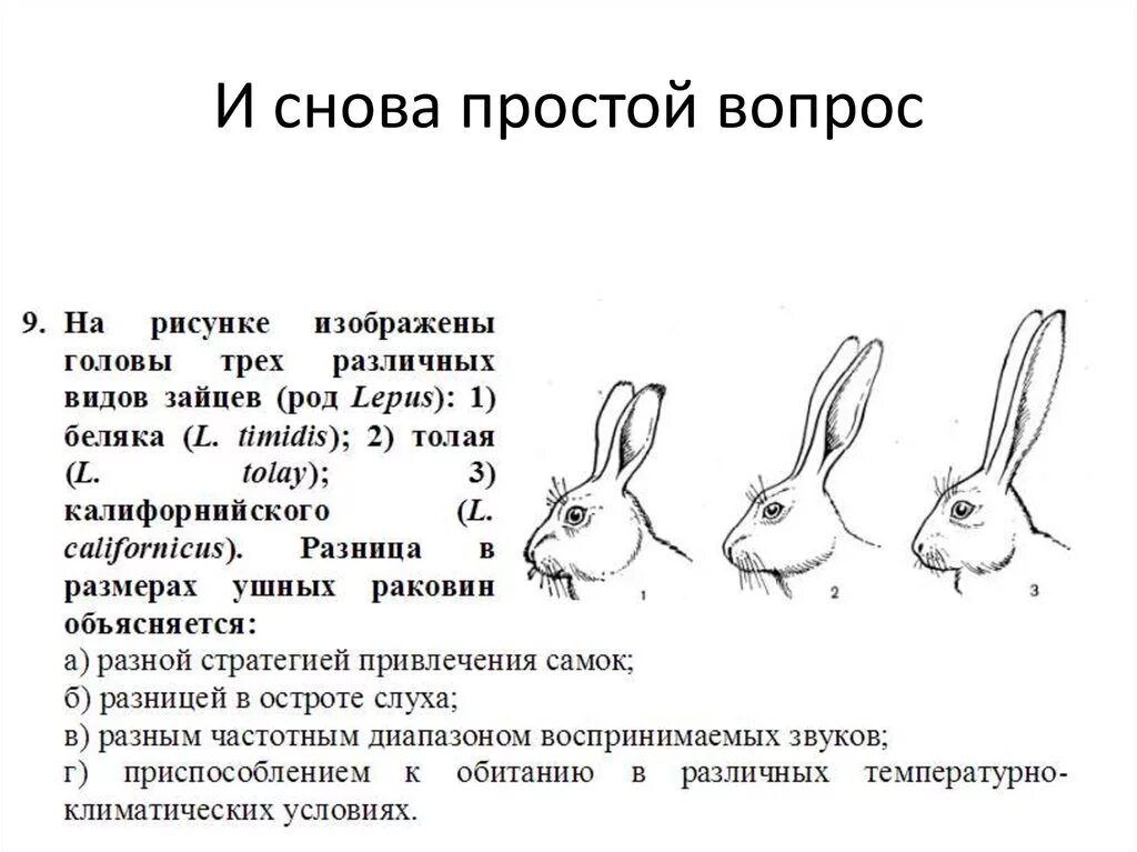 Почему уши у зайцев. Строение ушей зайца русака. Строение ушей зайца беляка. Строение ушей зайца. Размер головы зайца.