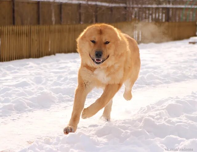 среднеазиатская овчарка рыжего окраса. рыжий алабай. рыжий алабай щенок. среднеазиатская овчарка алабай чёрный рыжий. алабай собака рыжий.